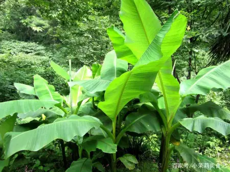 端午节，农村常见的15种“树叶”都能包粽子，味道清新，涨知识了-怎样用一片叶子包粽子